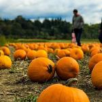 Shady Brook Farm