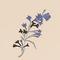 Lilac Flowers
