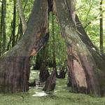 Withlacoochee State Forest