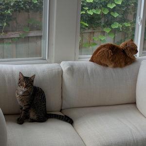 Buy Miel and Mani a Litter Robot