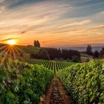 Willamette Valley Wineries and Vineywards