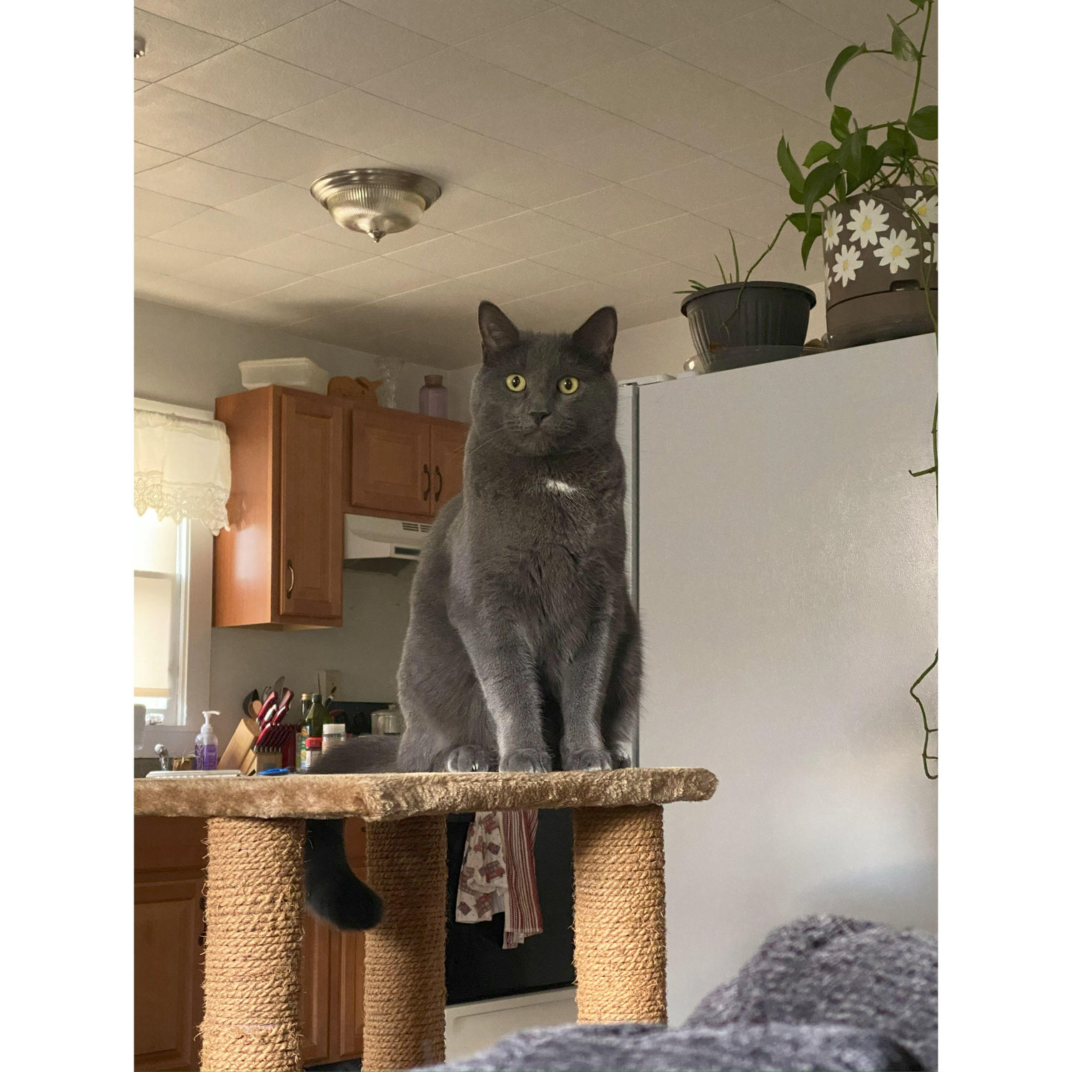 Westley the Cat