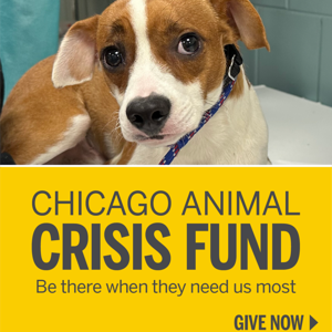 Donate | PAWS Chicago