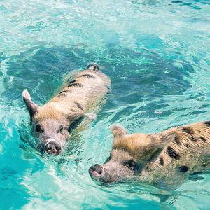 Swimming with Pigs for 2