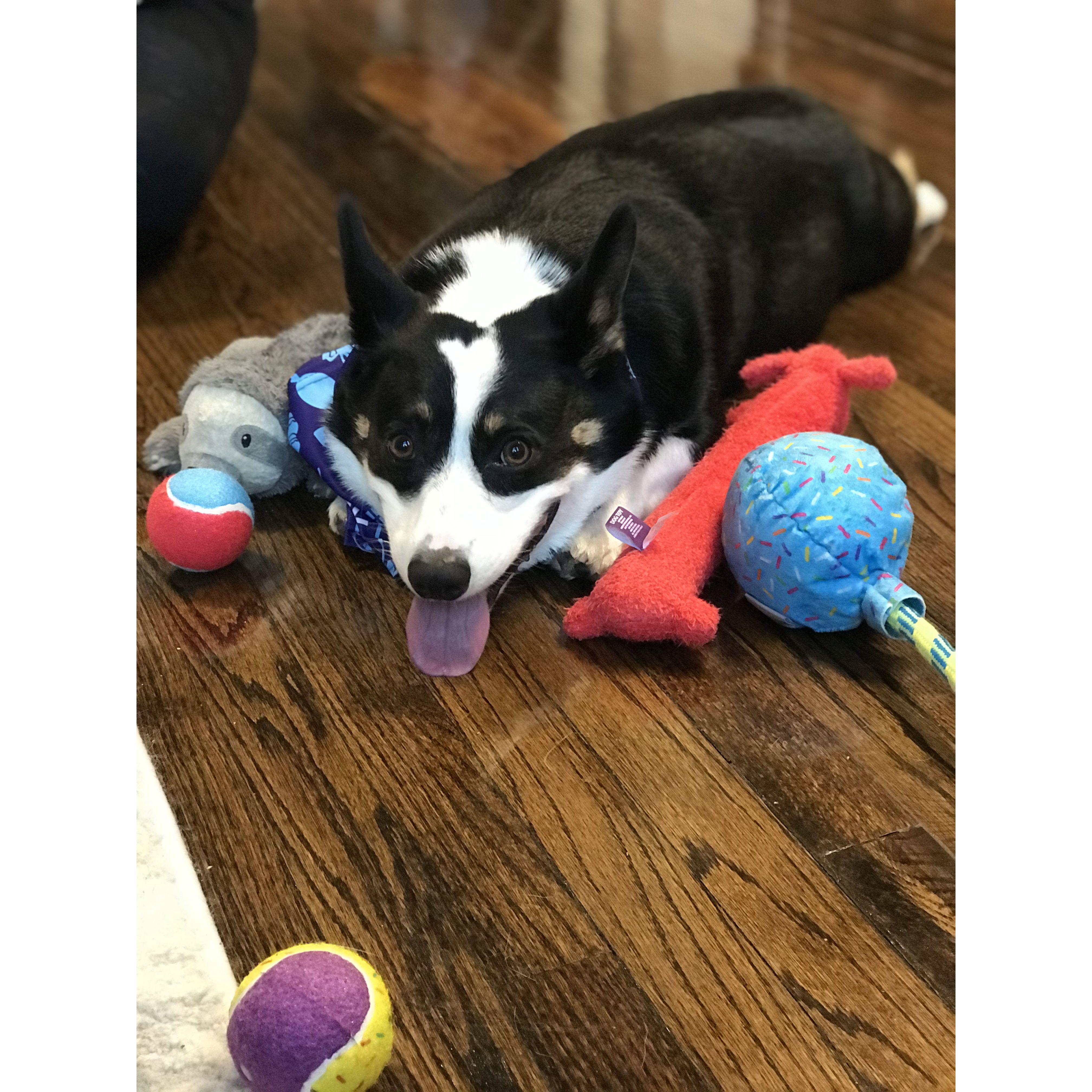 Winston's First Bday with us!