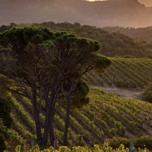 Wine Tasting on Our Honeymoon