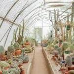 Moorten Botanical Garden