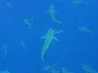 One Ocean Diving