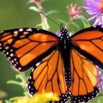Butterfly Wonderland