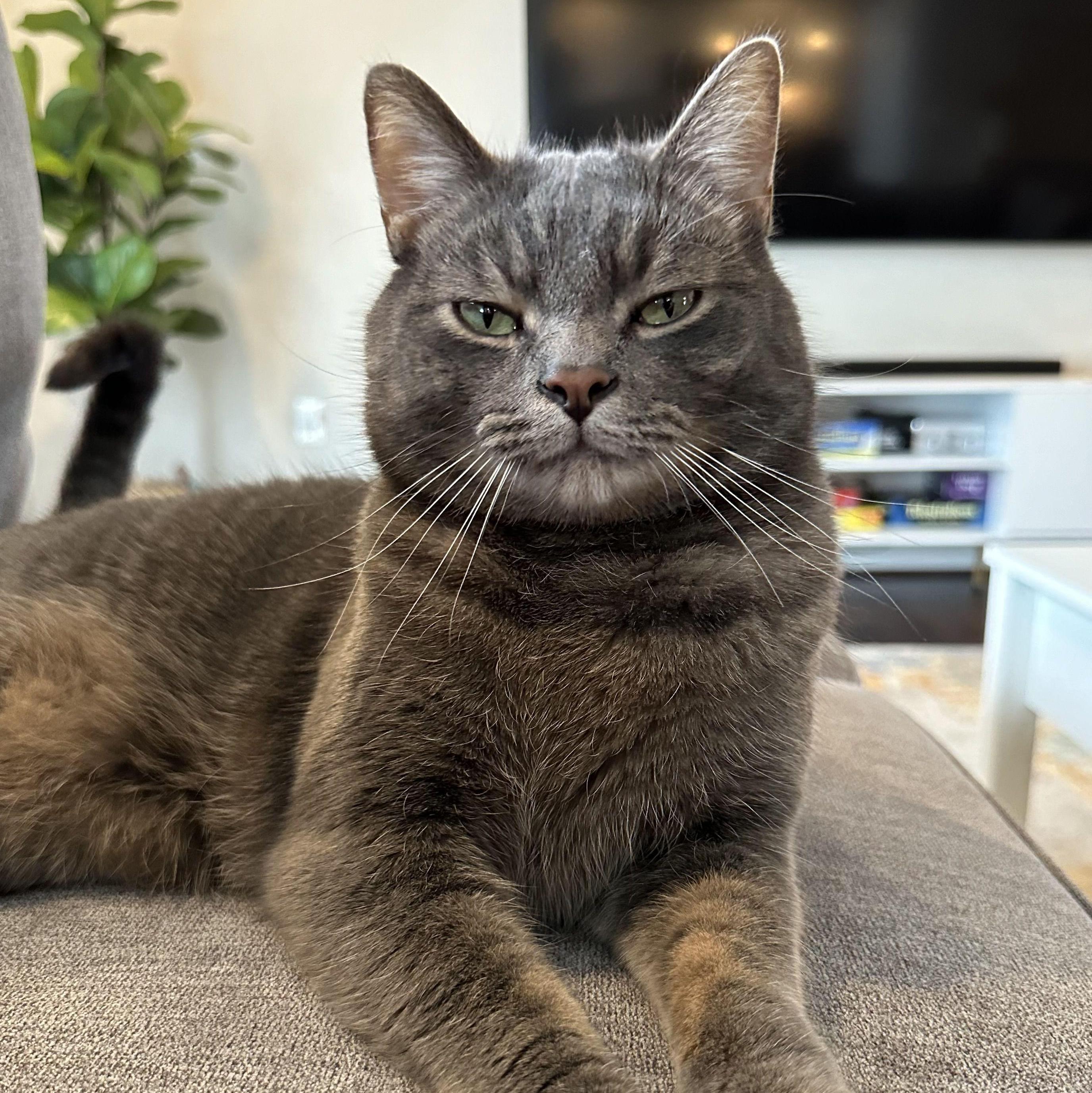 The King of the House - Murphy | Christiansburg, VA (2024)
