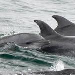 Whale & Dolphin Watching