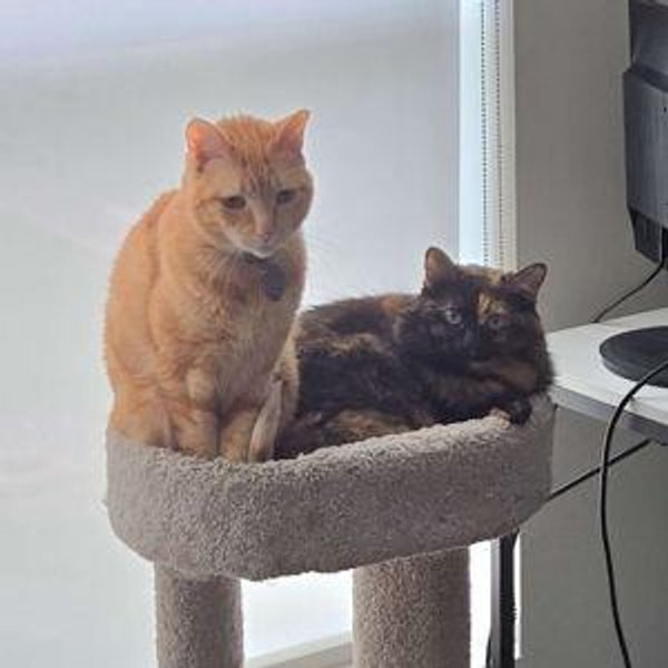 Zara & Mango's Treat Fund