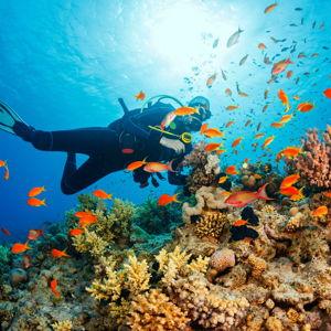 Scuba Certifications