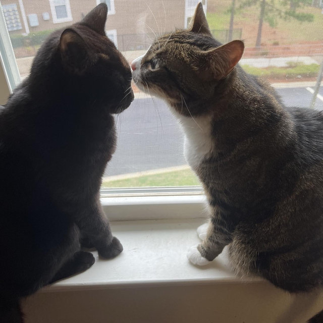 Treats for Spock and Leia