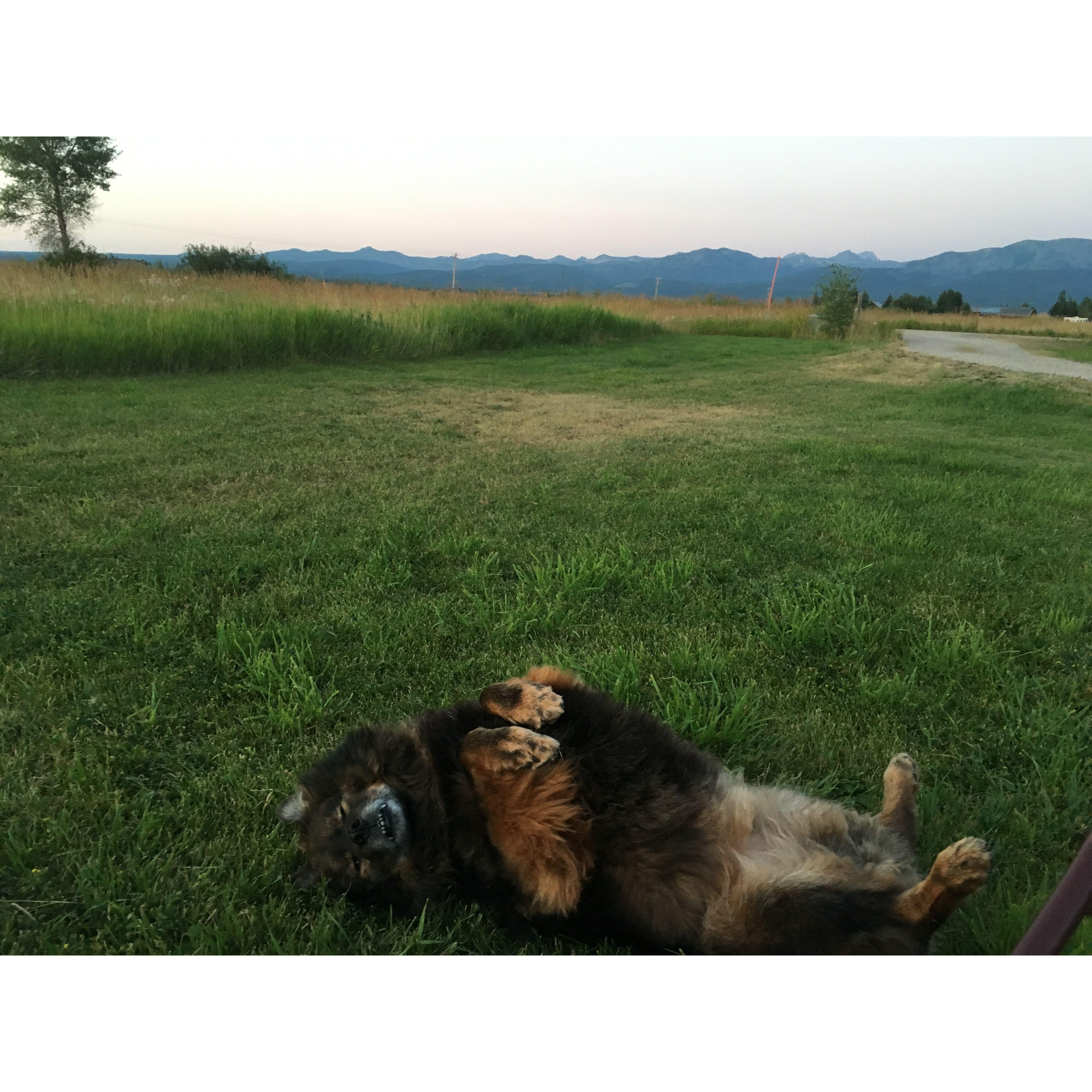 Griz loves Idaho