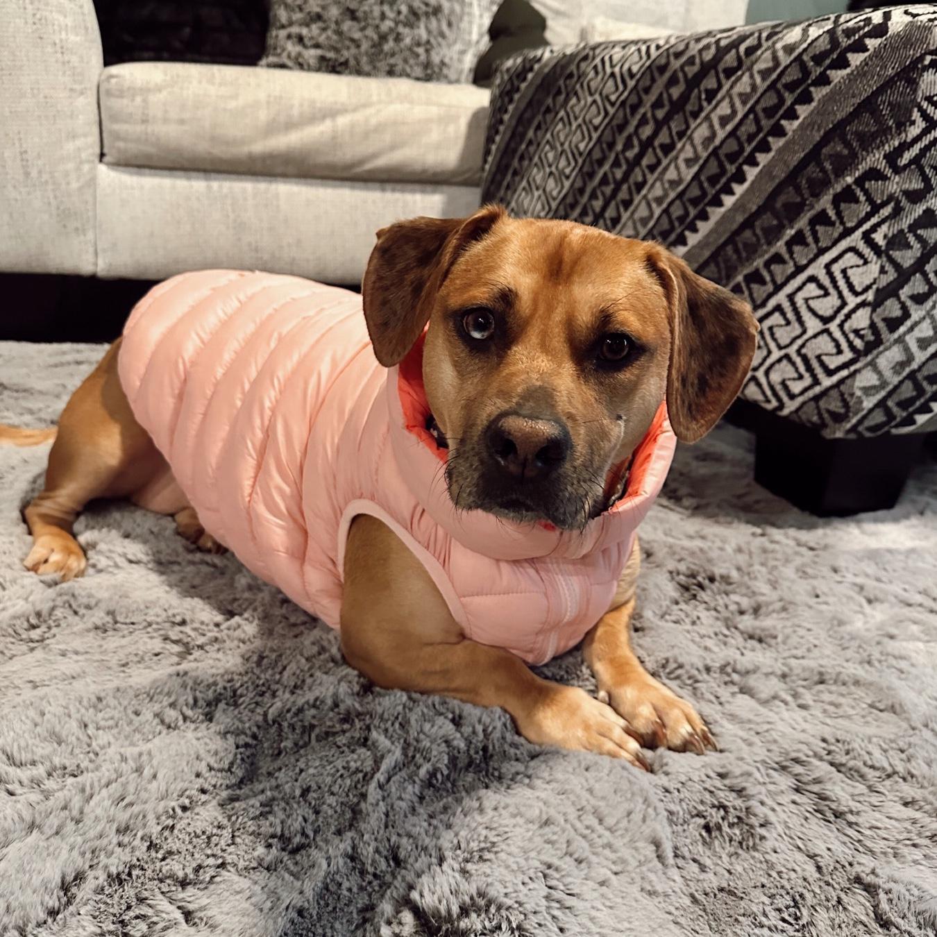 Our fur baby, Nova!