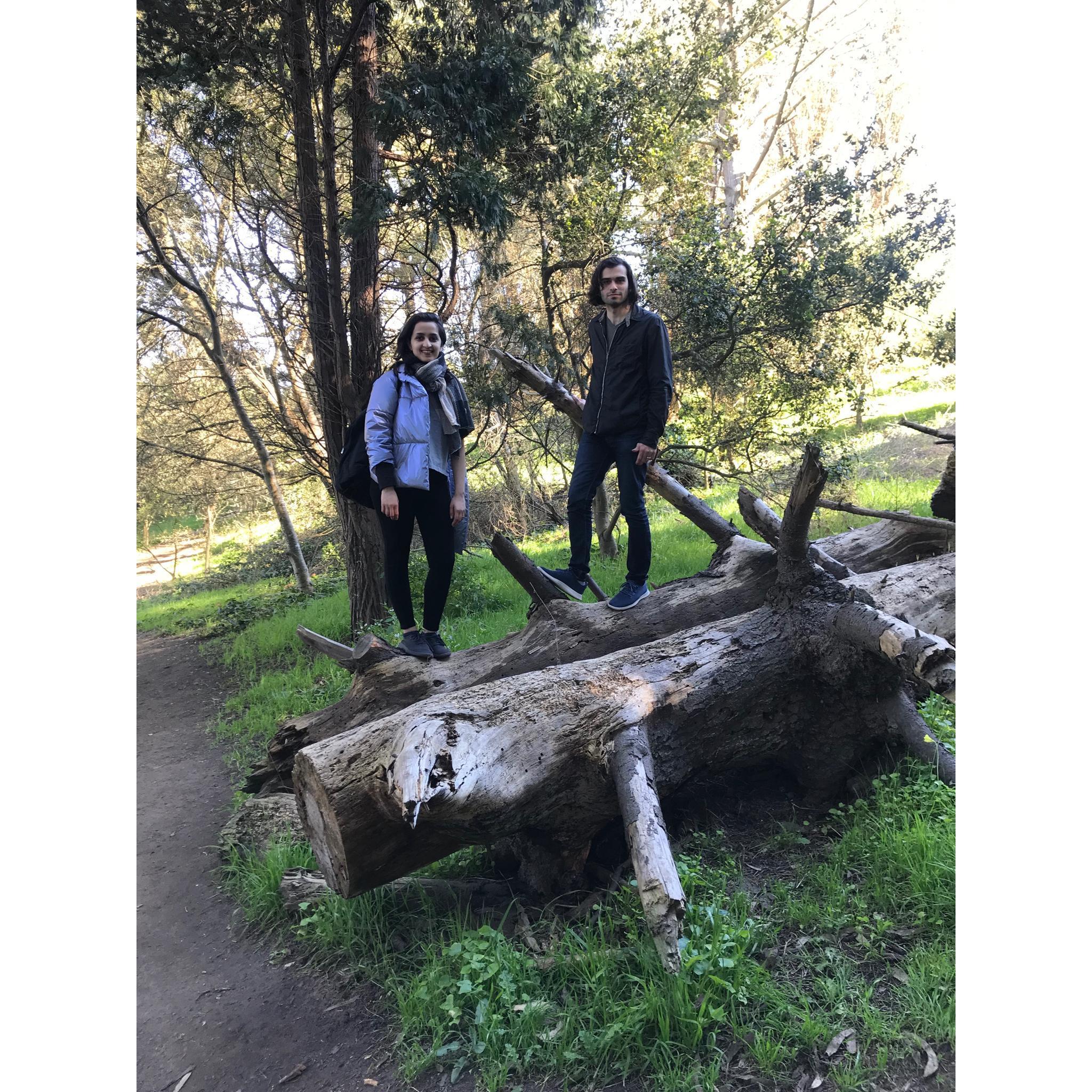 🌲