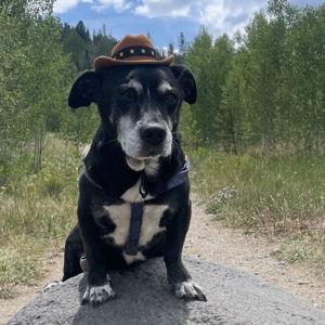Help Fly Buddy to The Wedding!