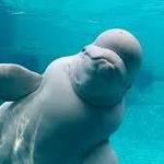 Mystic Blue Aquarium