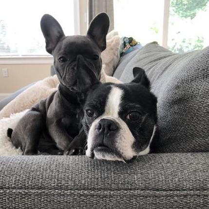 Birdie and Lucca. Sadly, they will not be attending.