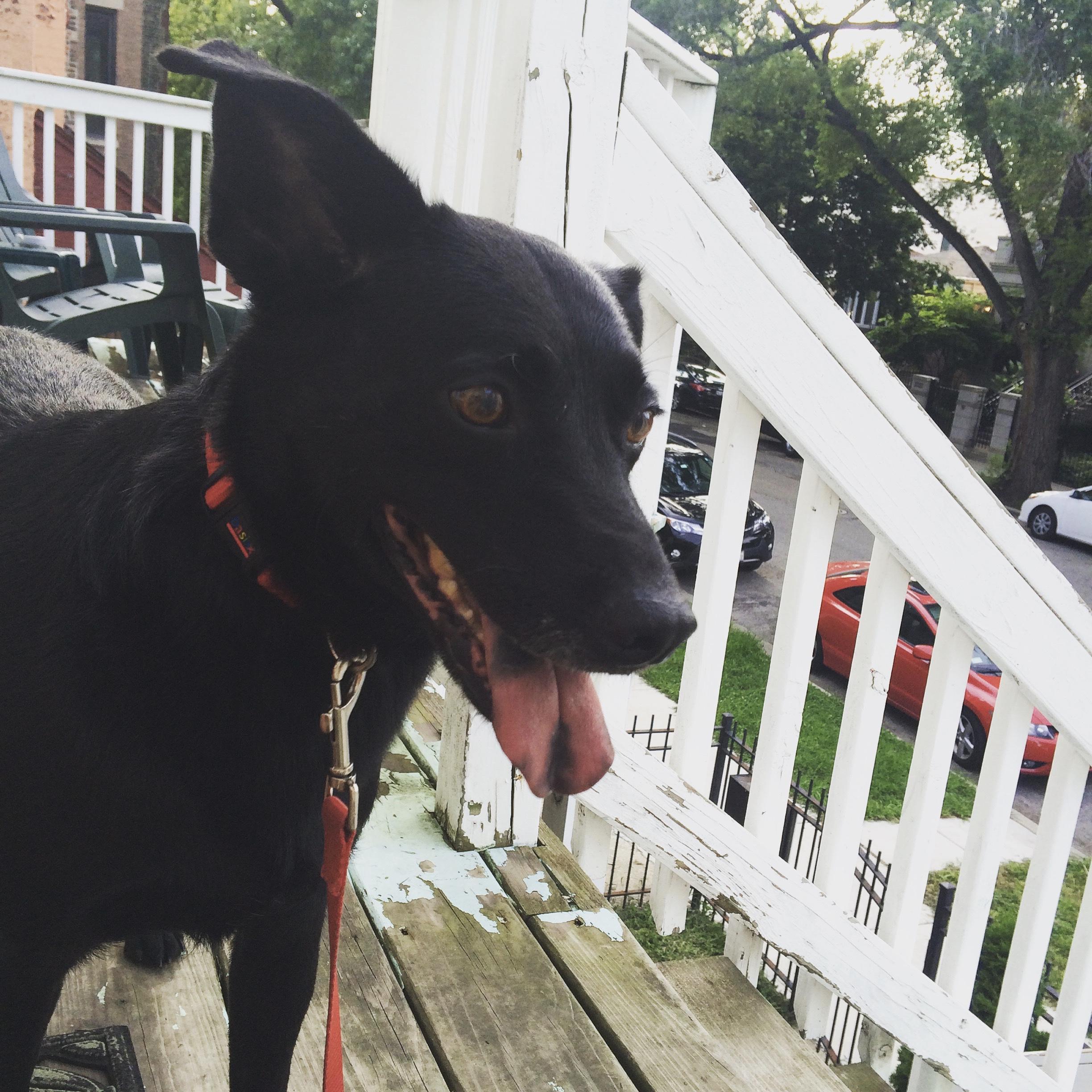 07/31/2016 Klaus joins our family