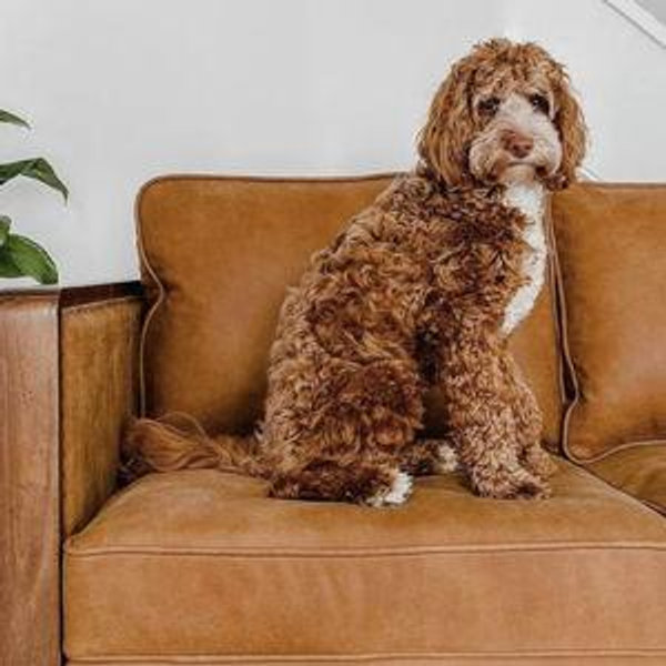 Couch Fund