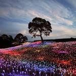 Bruce Munro: Field of Light At Sensorio