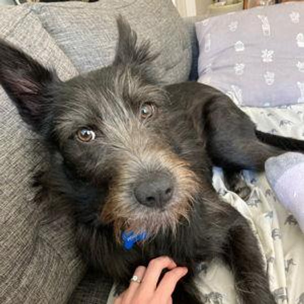 Dog DNA test for Winston