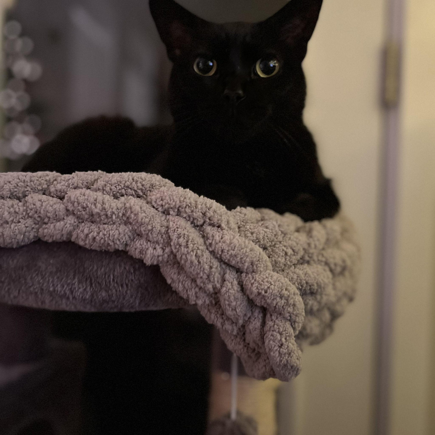 Mocha :)