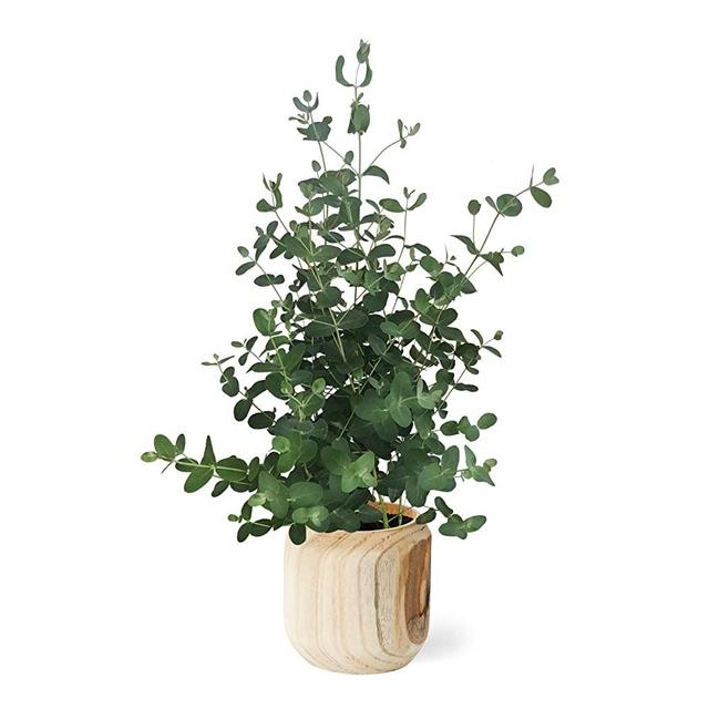 The Three Company Live Healthy Eucalyptus Wooden Pot