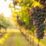 Wineries, Vineyards & Breweries