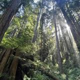 Arcata Community Forest