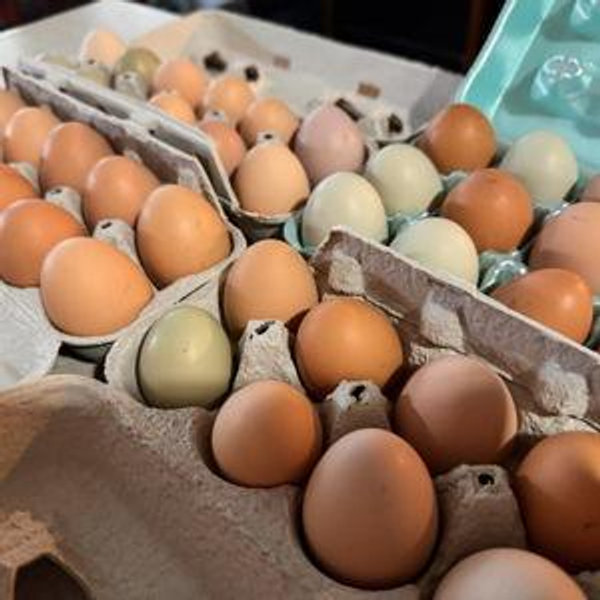 Help us grow our egg harvesting into a business (chicken/turkey/guinea fowl/duck)