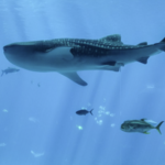 Georgia Aquarium