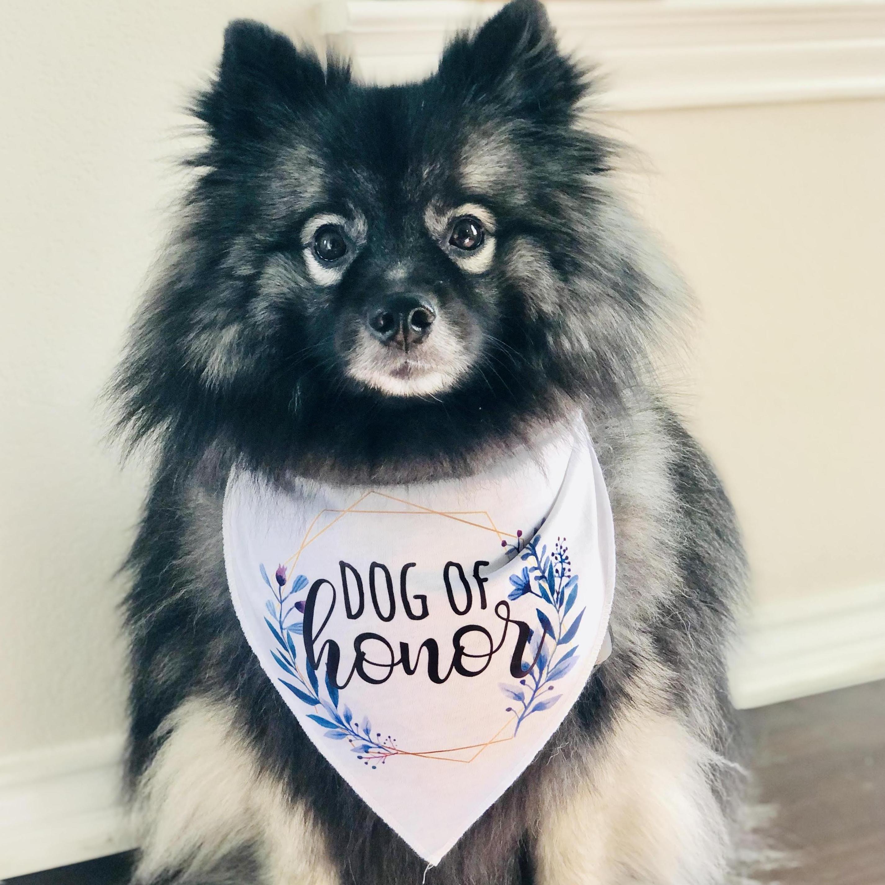 our dog-ter, Kodi!