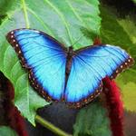 Cockrell Butterfly Center