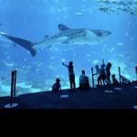 Georgia Aquarium