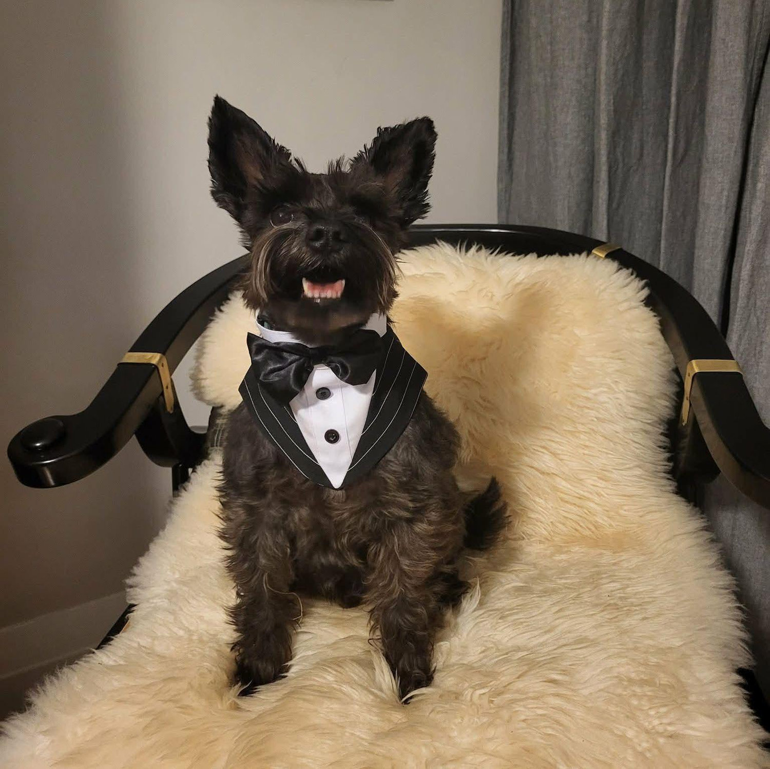 This dapper gentleman brought the engagement ring to Cam for the proposal. He was more interested in staying with Tommy and his treats than to bring the ring to Cam - we had to call him 5 times lol