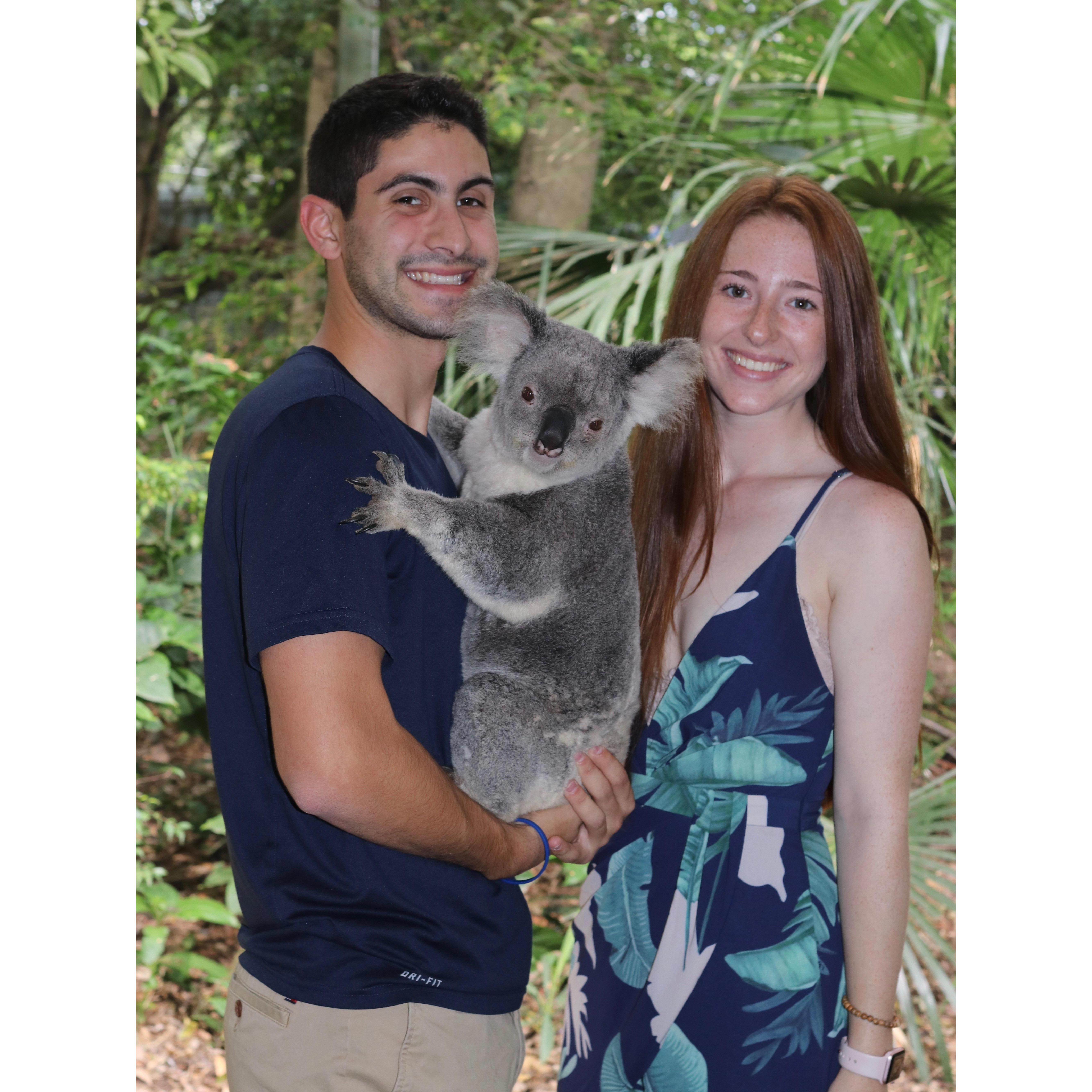 First day together after 3 months apart, featuring Euphoria, the koala.