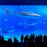 Aquarium of the Pacific