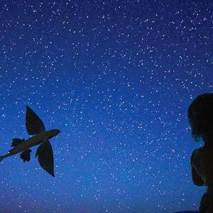 Flying Fish Nighttime Boat Voyage