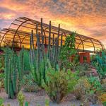 Desert Botanical Garden