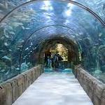 Audubon Aquarium of the Americas