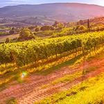 Wine Tasting in Ramona Valley