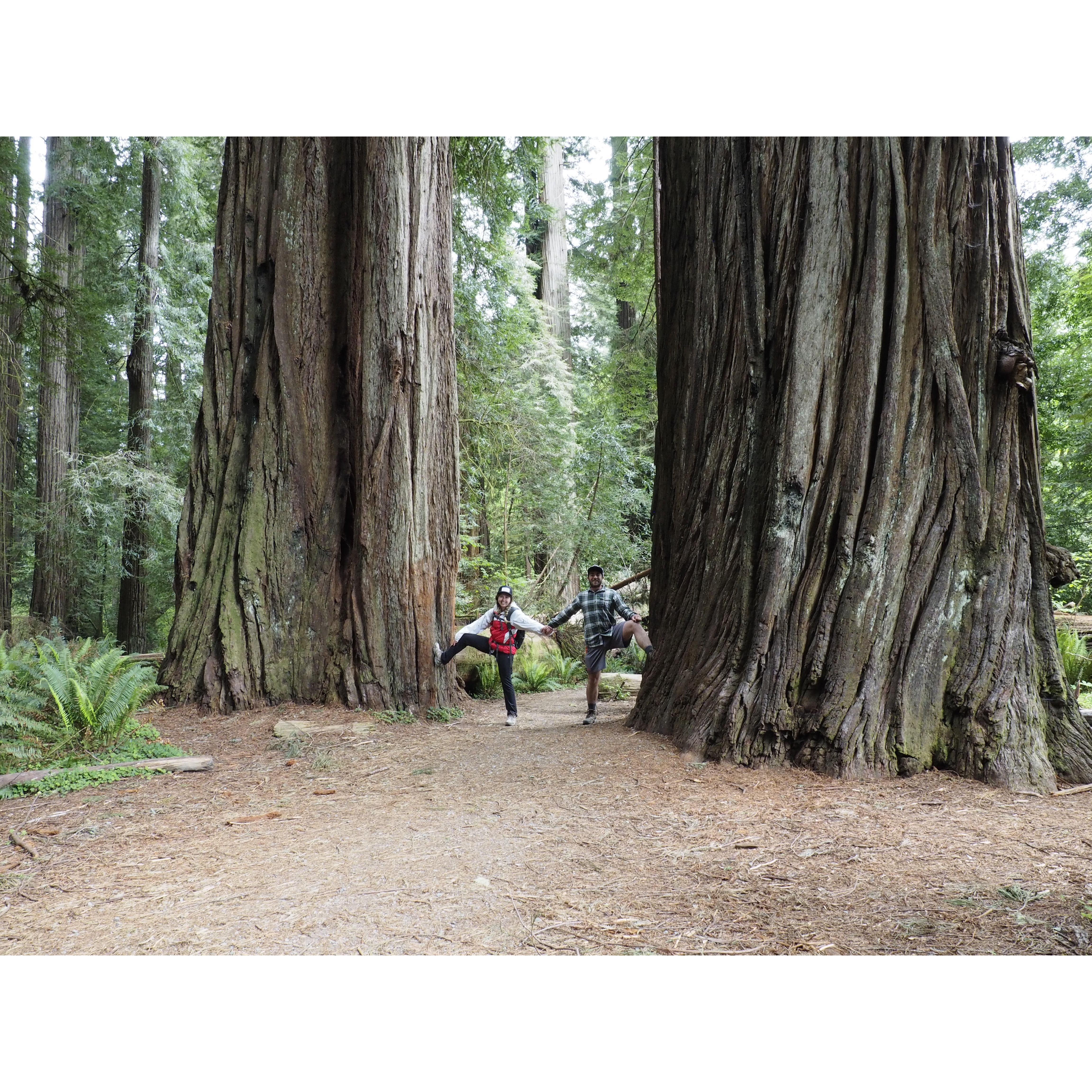 Hiking in the Redwoods in 2016