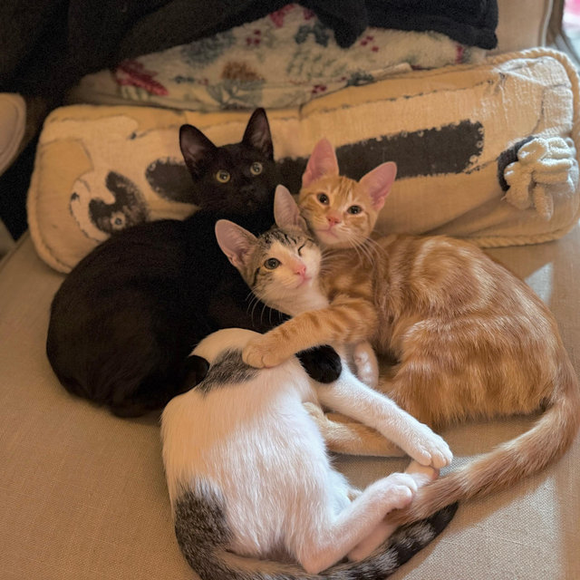 Foster Cat - Donations