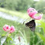 Meadowlark Botanical Gardens