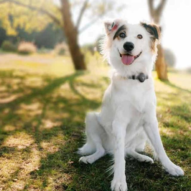 All-in-one GPS Pet Tracker and Pet Activity Monitor. Free of Monthly Fees