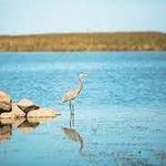 Back Bay National Wildlife Refuge