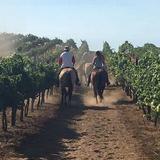 Wine Country Trails by Horseback